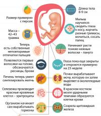 Štrnásty týždeň tehotenstva, určenie pohlavia dieťaťa
