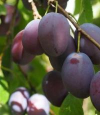 Why do you dream of plums on trees?
