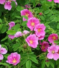Medicinal properties, contraindications of wild rose and its use