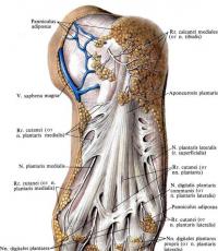 Anatomia dos músculos que controlam o pé